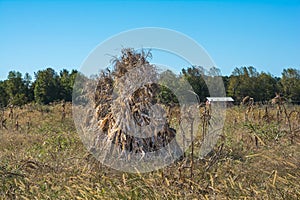 Amish Cornfield On A Clear Autumn Day.