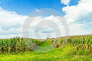 Amish country cornfield field agriculture in Lancaster, PA US