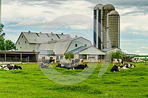 Amish country farm barn field agriculture and grazing cows in Lancaster, PA
