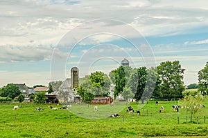 Amish country farm barn field agriculture and grazing cows in Lancaster, PA