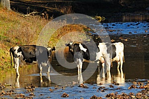 Amish Cows