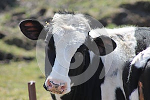Amish dairy cow Marshfield