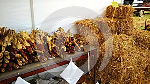 Amish Farm Stand Selling Autumn Plants and Decorations