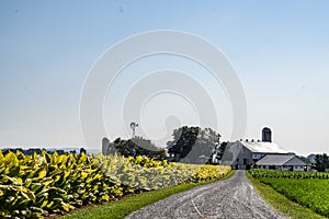 Amish Farm with Tobacco Growing in Field.