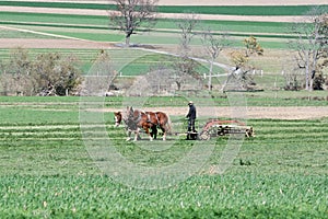 Amish Farmer