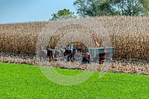 Amish Farmer Harvesting his feed Corn with 6 Horses Pulling his Gas Powered Harvester on a Sunny Autumn Day