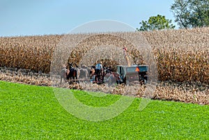 Amish Farmer Harvesting his feed Corn with 6 Horses Pulling his Gas Powered Harvester on a Sunny Autumn Day