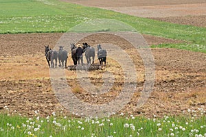 Amish farmer with horses