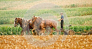 Amish Farmer and Plow Horses