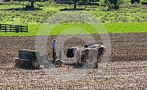 Amish Farmer Plowing Field After Corn Harvest with 6 Horses