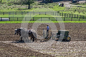 Amish Farmer Plowing Field After Corn Harvest with 6 Horses