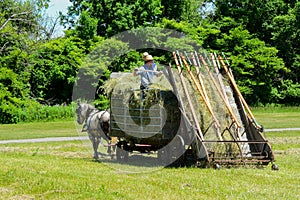 Amish farmers making hay