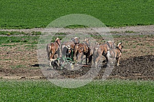 Amish Farmers Tilling the Earth