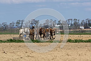 Amish Farmers Tilling the Earth
