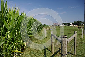 Amish fence - landscape