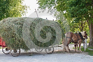 Amish hay-wagon