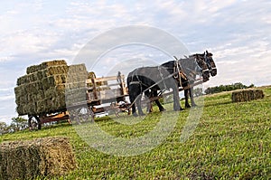 Amish hay wagon