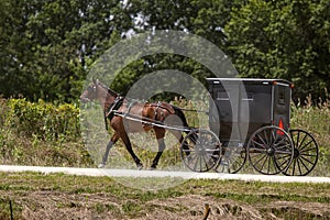 Amish horse and black buggy