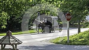 Amish Horse and Buggy 10