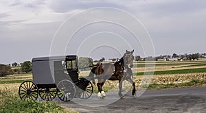 Amish Horse and Buggy 13