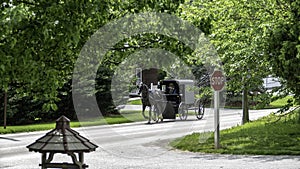 Amish Horse and Buggy 6