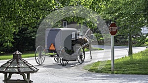 Amish Horse and Buggy 8