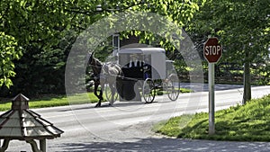 Amish Horse and Buggy 9