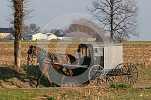 Amish horse buggy drawn by a beautiful brown horse, Lancaster County, PA