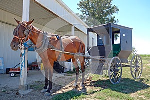 Amish horse and buggy in front of barn