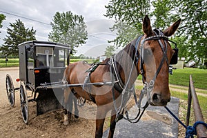 Amish horse and buggy,hitched
