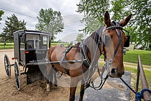 Amish horse and buggy,hitched photo