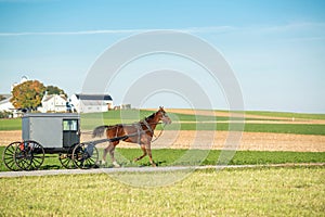 Amish Horse and Buggy photo