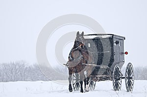 Amish horse and buggy,snow,storm photo