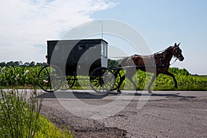 Amish Horse and Buggy