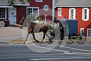 Amish Horse and Buggy on a Sunny Summer Day