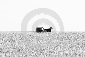 Amish horse-drawn buggy in a harvested field of corn in black and white, Lancaster County, PA