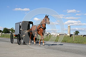 Amish Horse Drawn Carriage