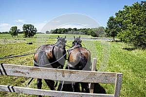 Amish horse drawn hay wagon