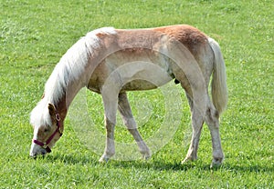 Amish horse grazing.