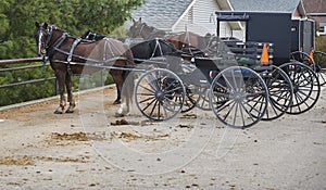 Amish horses and buggies