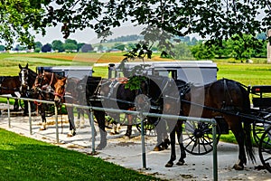 Amish Horses and Buggies