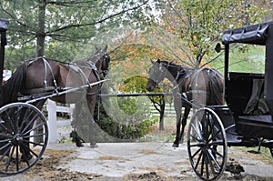 Amish Horses and Carriages