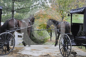 Amish Horses and Carriages photo