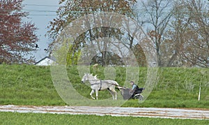 Amish Open Horse and Buggy Traveling Along a Countryside Road Thru Farmlands