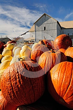 Amish pumpkin Harvest