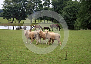 Amish Sheep And Horses