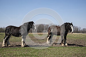 Amish work horses