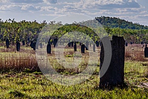 Magnetic termite mounds, Litchfield National Park, Australia photo