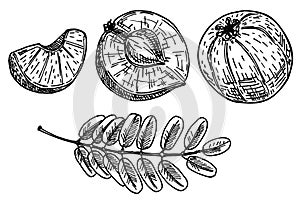 Amla fruit or berries on white, indian fresh ripe gooseberry. Tropical Fruits. Spices, condiment and food ingredient