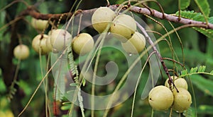 Amla growing on a tree. Amla, Emblica officinalis, Indian Gooseberries. Phyllanthus emblica, emblic, emblic myrobalan, myrobalan,